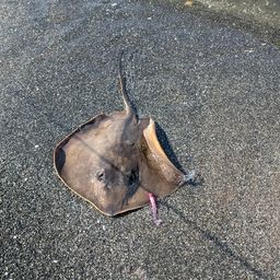 アカエイ