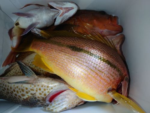 オオモンハタの釣果