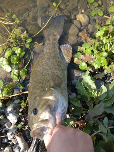 スモールマウスバスの釣果