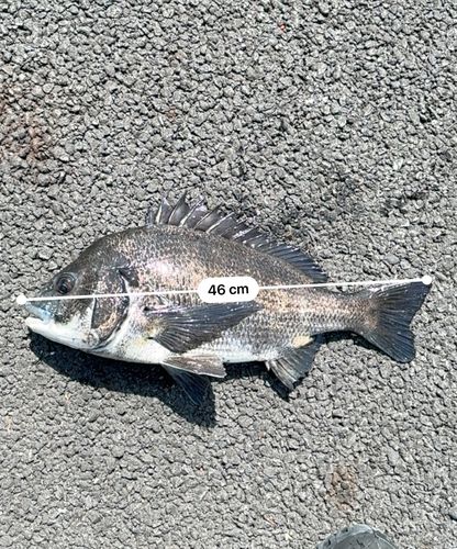 クロダイの釣果