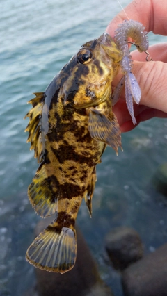 タケノコメバルの釣果