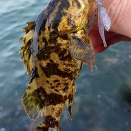 タケノコメバル