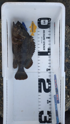 クロソイの釣果