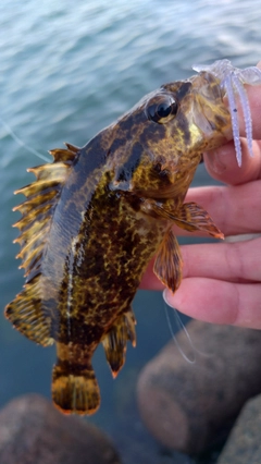 タケノコメバルの釣果