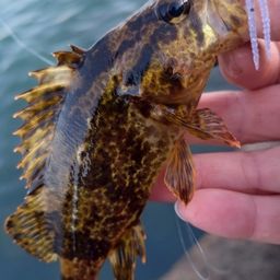 タケノコメバル