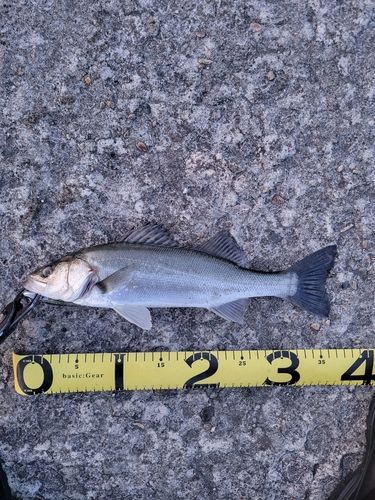 スズキの釣果