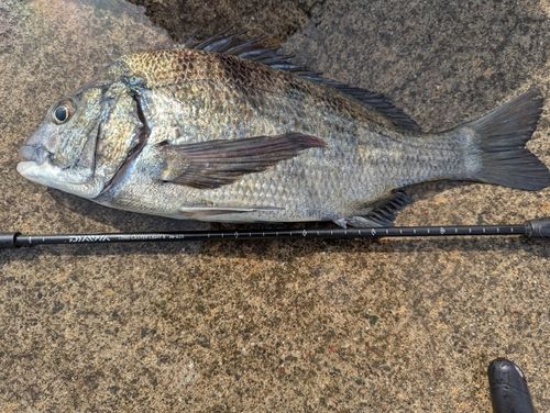 クロダイの釣果