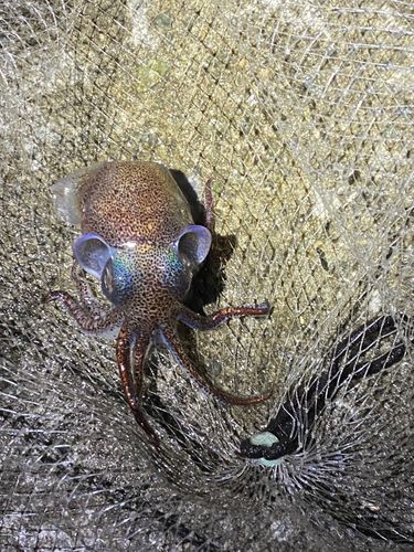 ミミイカの釣果