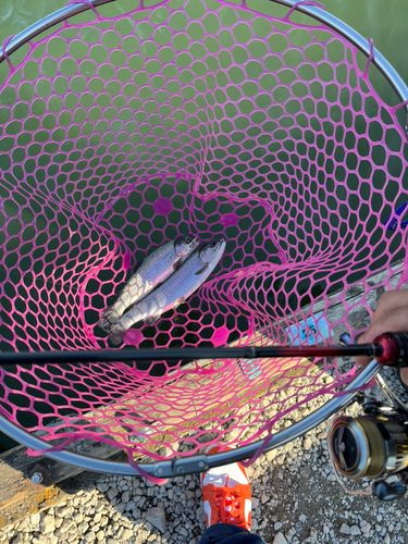 トラウトの釣果