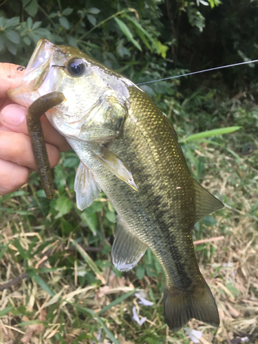 ラージマウスバスの釣果