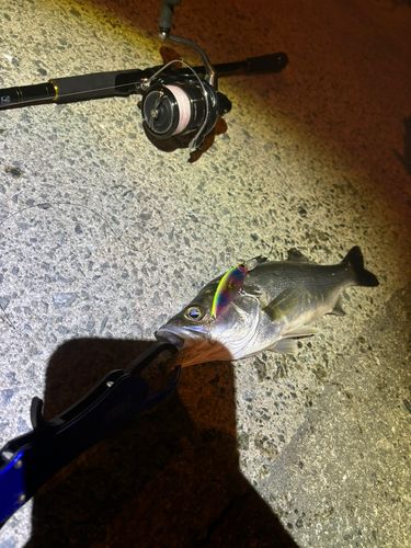 スズキの釣果