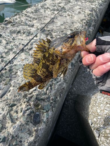 タケノコメバルの釣果