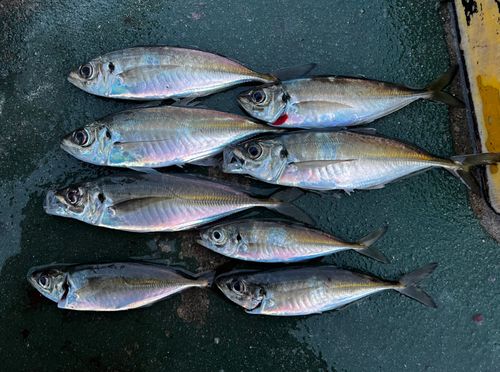 マアジの釣果
