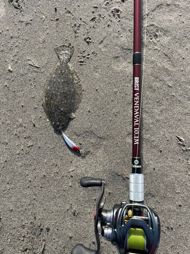 ヒラメの釣果