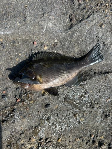 メジナの釣果
