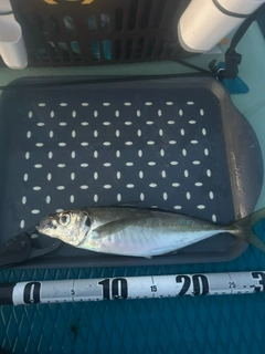 マアジの釣果