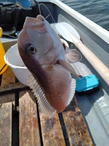 アマダイの釣果