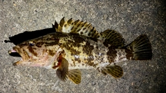 タケノコメバルの釣果