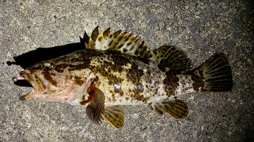 タケノコメバルの釣果