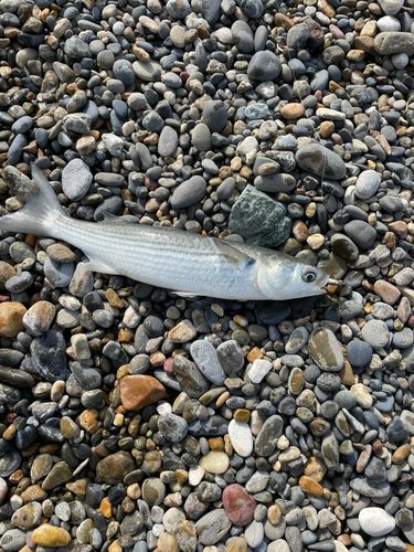 ボラの釣果