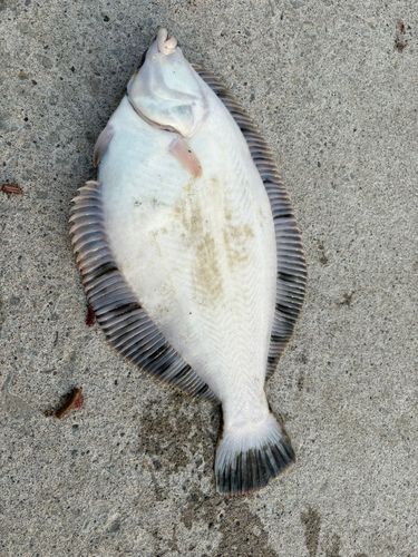 クロガシラガレイの釣果