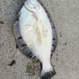 クロガシラガレイ