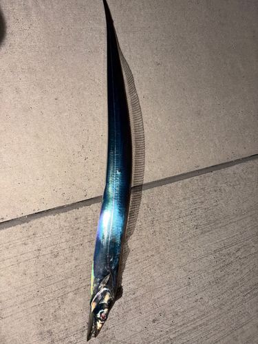 タチウオ