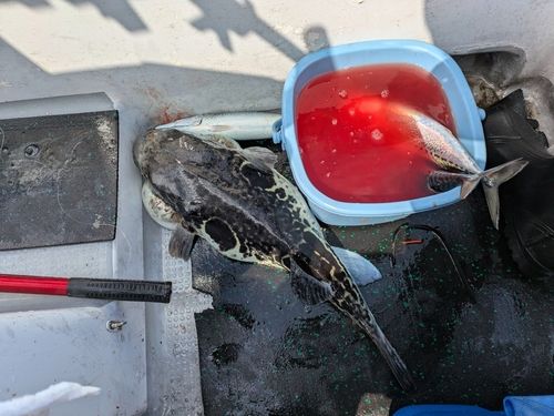 トラフグの釣果
