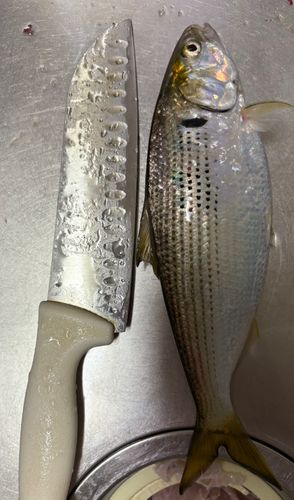 コノシロ