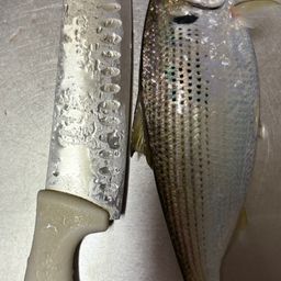 コノシロ