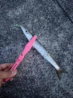 カマスの釣果