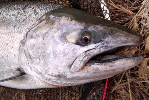 サクラマスの釣果