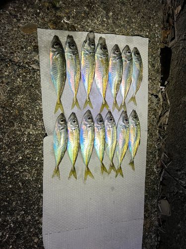 アジの釣果