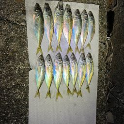 アジ