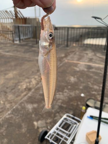 キスの釣果