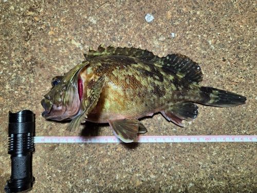 ガシラの釣果
