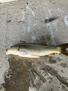 コイの釣果