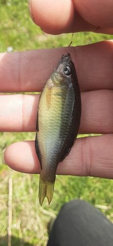 アブラボテの釣果