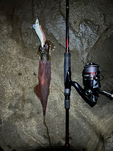 ヤリイカの釣果