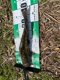 アメリカナマズの釣果