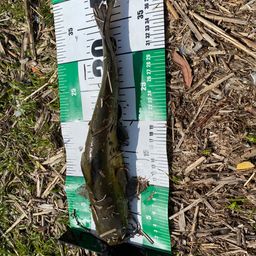 アメリカナマズ