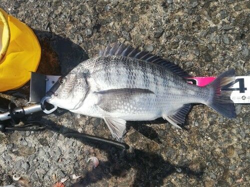 チヌの釣果