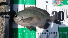 メジナの釣果