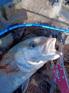 カンパチの釣果