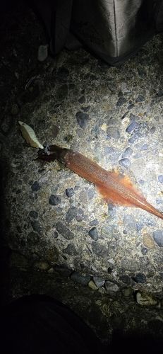 ヤリイカの釣果