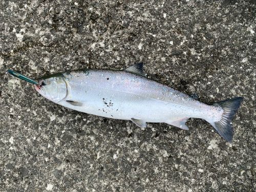 サクラマスの釣果