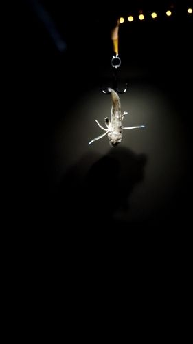 ホウボウの釣果