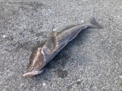 アイナメの釣果