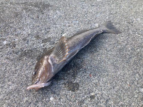 アイナメの釣果