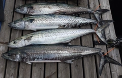 サワラの釣果